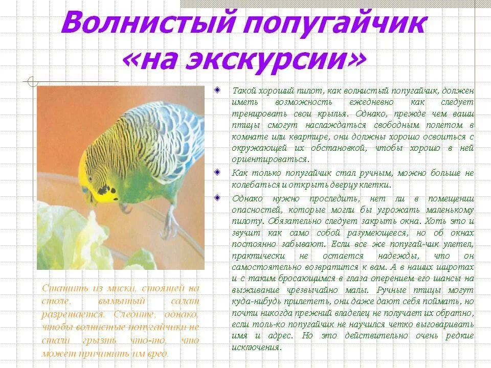 Переводчик с попугайского. Рассказ о волнистом попугае. Мой любимый питомец волнистый попугай. Рассказ о волнистом попугайчике. Презентация на тему волнистых попугаев.