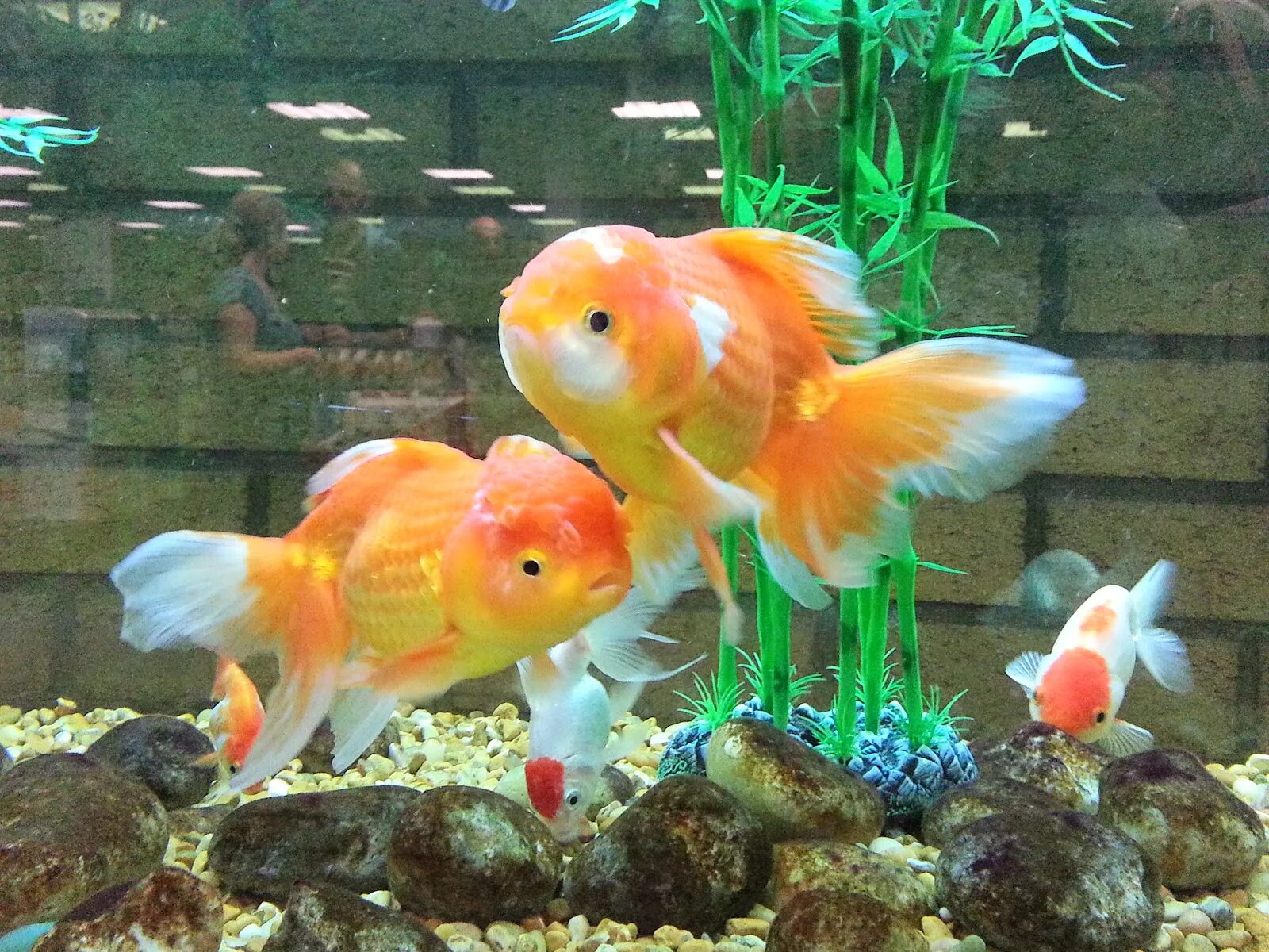 Какие рыбки едят. Золотая рыбка Оранда красная. Комета красная аквариумная рыбка. Вуалехвост. Золотая рыбка аквариумная Жемчужинка.