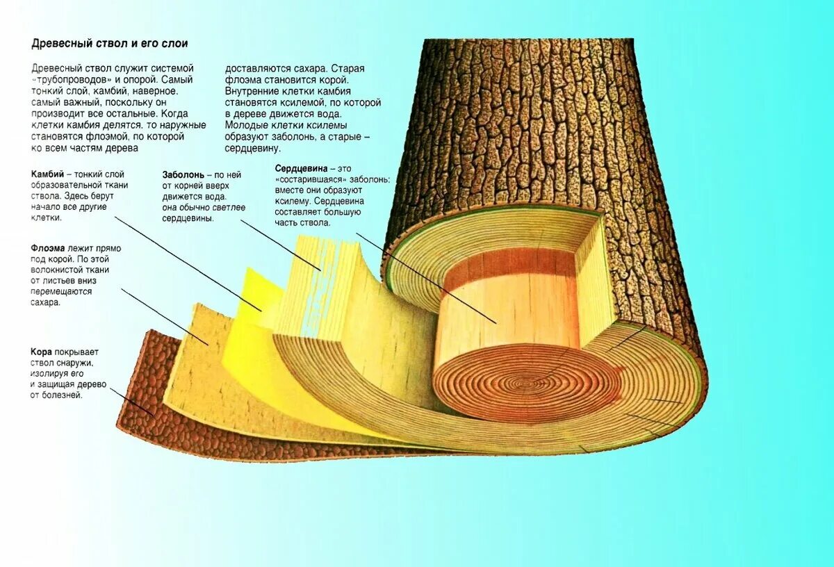 Примеры среза. Строение заболонной древесины. Строение древесины заболонь. Заболонь древесины это.