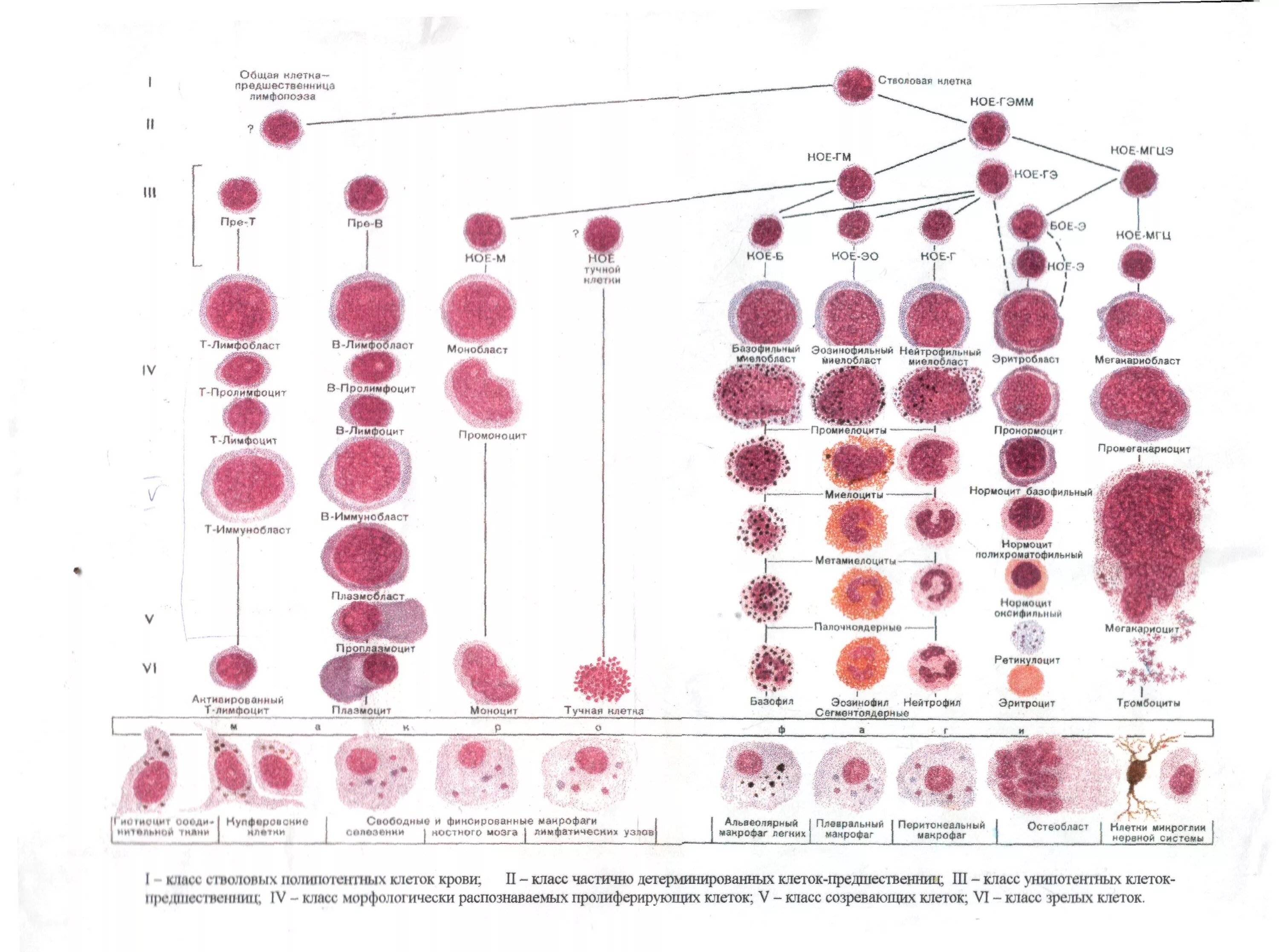 Кровь дифференцировка. Схема кроветворения стволовая клетка. Схема кроветворения гематология Черткова. Схема кроветворения Максимова. Схема кроветворения гистология.