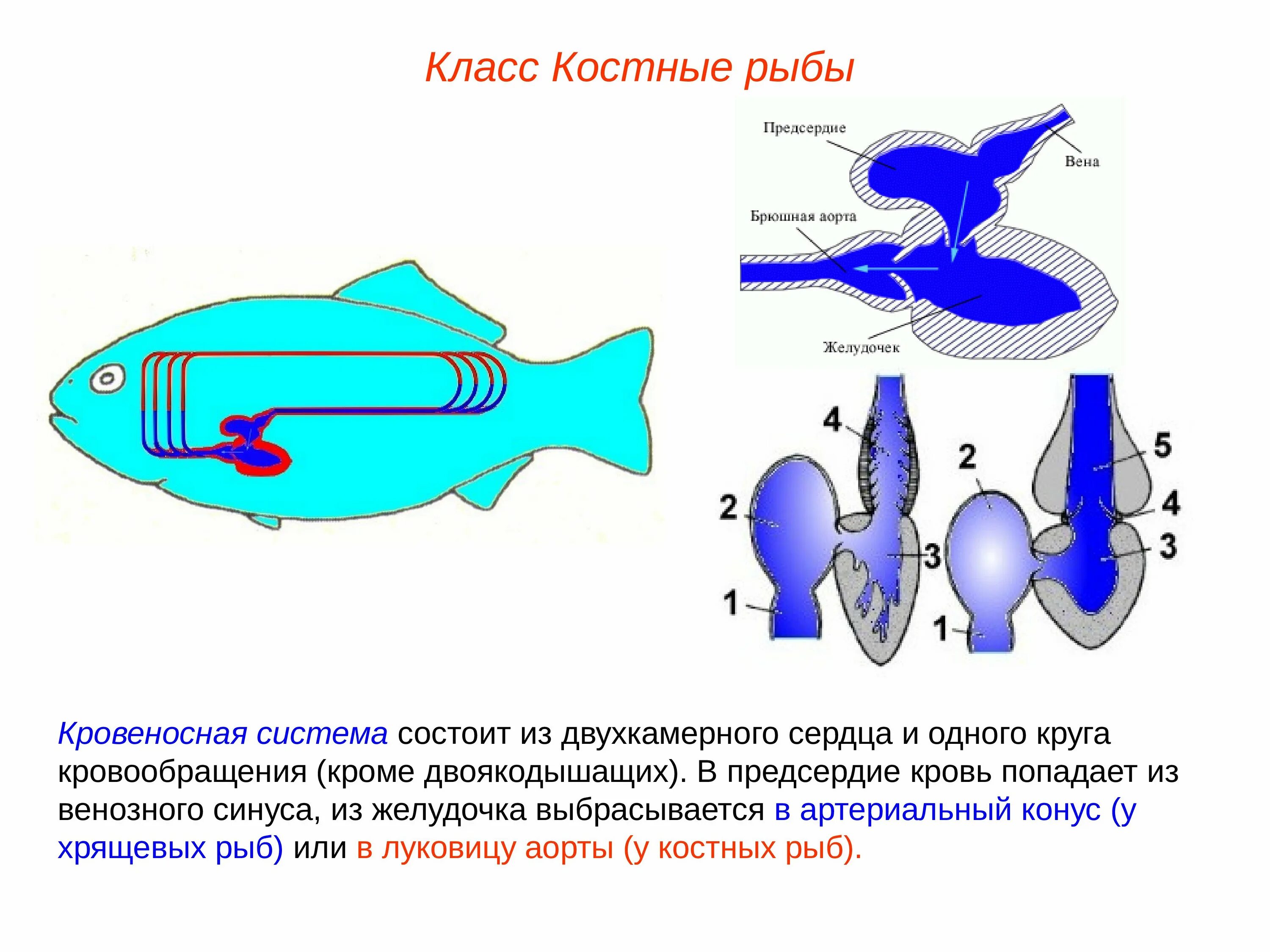 Сердце рыб состоит из камер. Система кровообращения костистых рыб. Схема кровеносной системы костистой рыбы. Строение сердца костных рыб. Строение сердца хрящевых рыб.