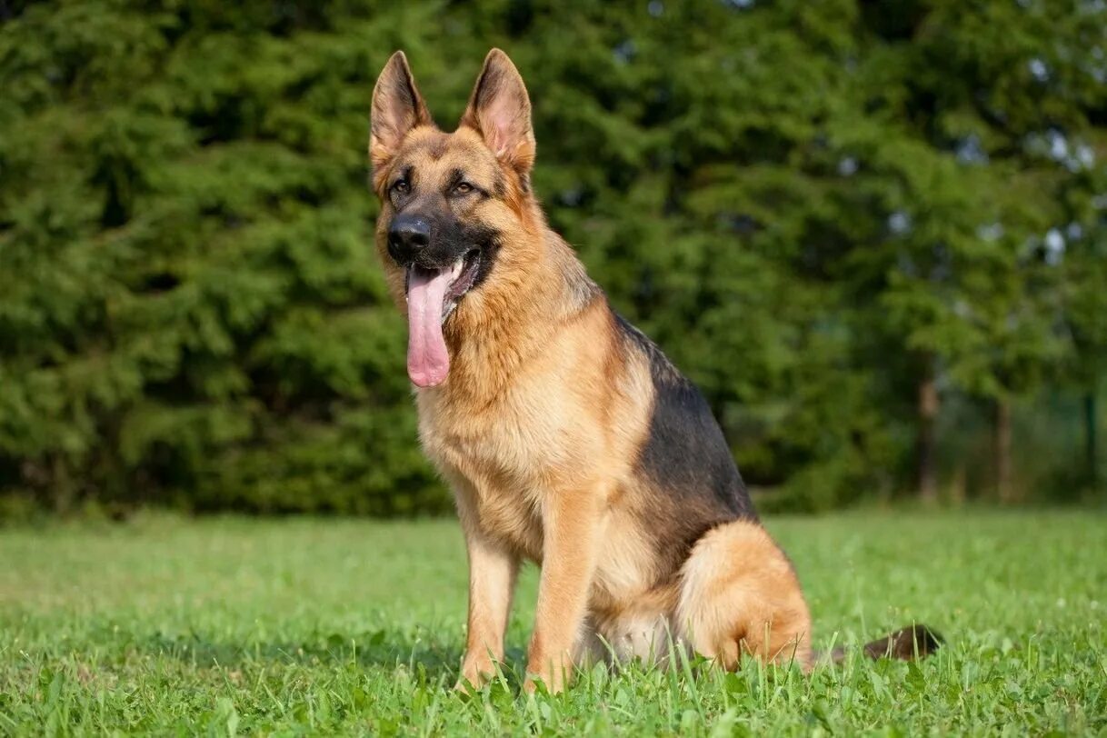 Годовалая овчарка. Собака немецкая овчарка. German Shepherd немецкая овчарка. Немецкая овчарка породистая. Овчарка немец кобель.