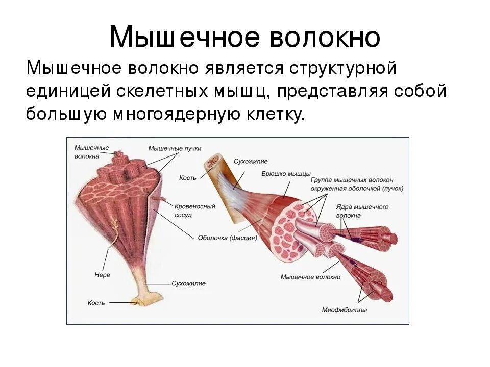 Каким номером на рисунке обозначена миофибрилла. Строение волокна скелетной мышцы. Структура мышцы мышечного волокна. Внутреннее строение скелетной мышцы схема. Скелетное мышечное волокно строение.