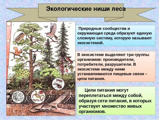 С какими природными сообществами схожа экосистема. Экологическая ниша леса. Экологические связи в лесу. Экологические саювязи в лесу. Лесная экосистема.