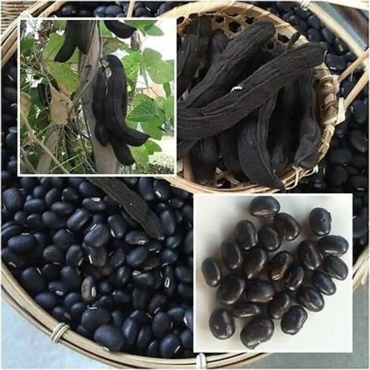 Личинки похожие на семена. Черный лен семена. Калинджи чернушка посевная. Чернушка посевная черный тмин. Папайя египетская.