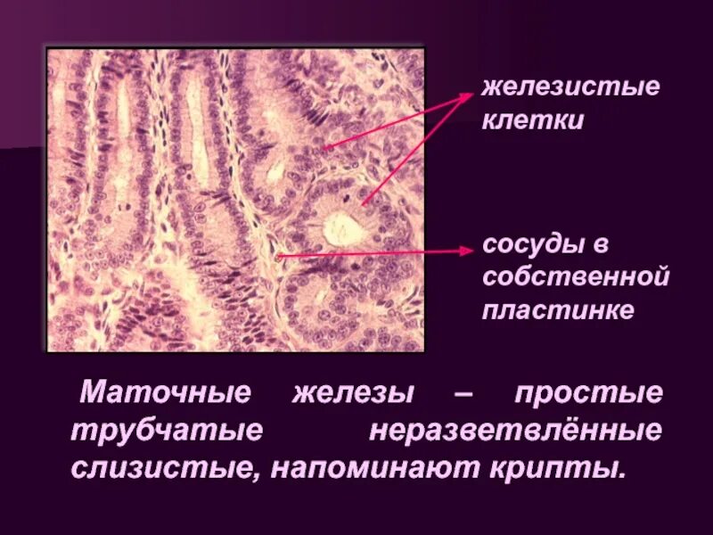 Железистые клетки. Строение железистой клетки. Слизистые и железистые клетки. Железистые клетки функции.