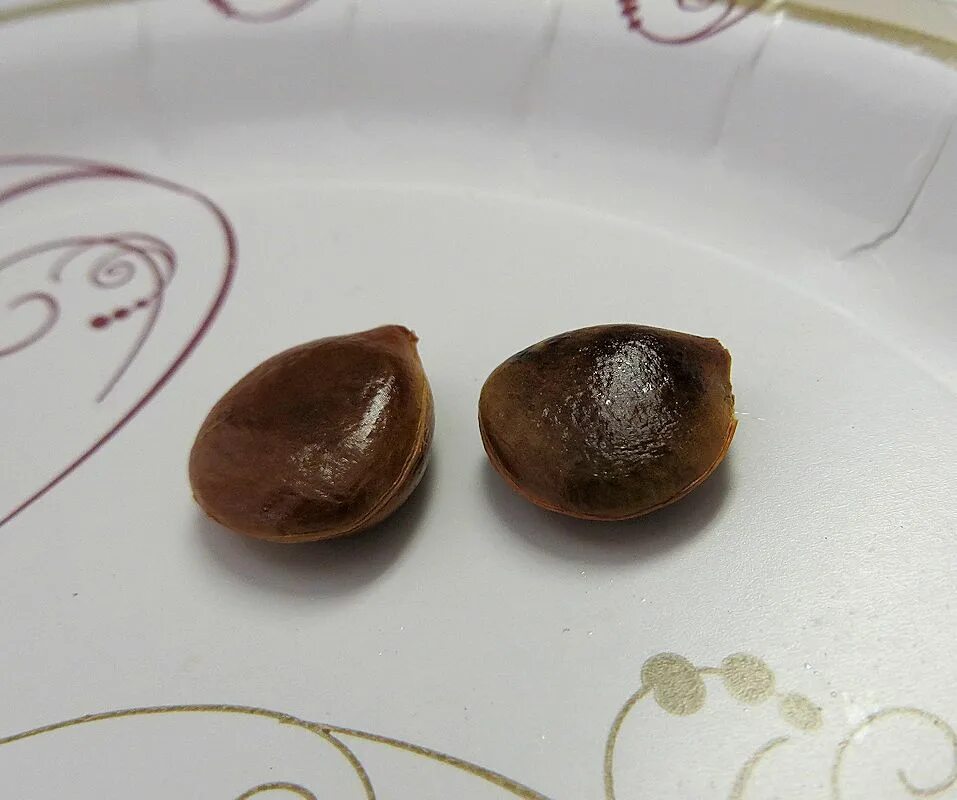 косточка виргинская косточки хурма.