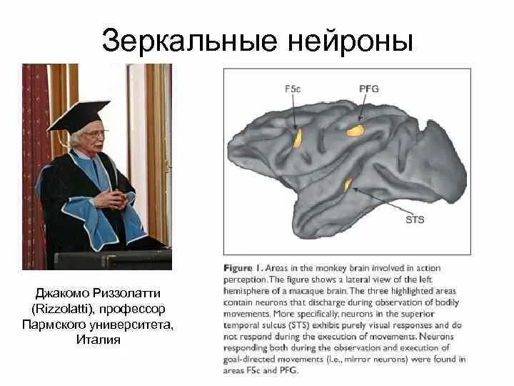 функции зеркального