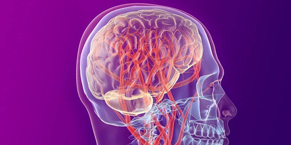 Помочь сосудам головы. Кровоток головного мозга. Микроциркуляция головного мозга. Церебральный кровоток. Кровообращение фото.