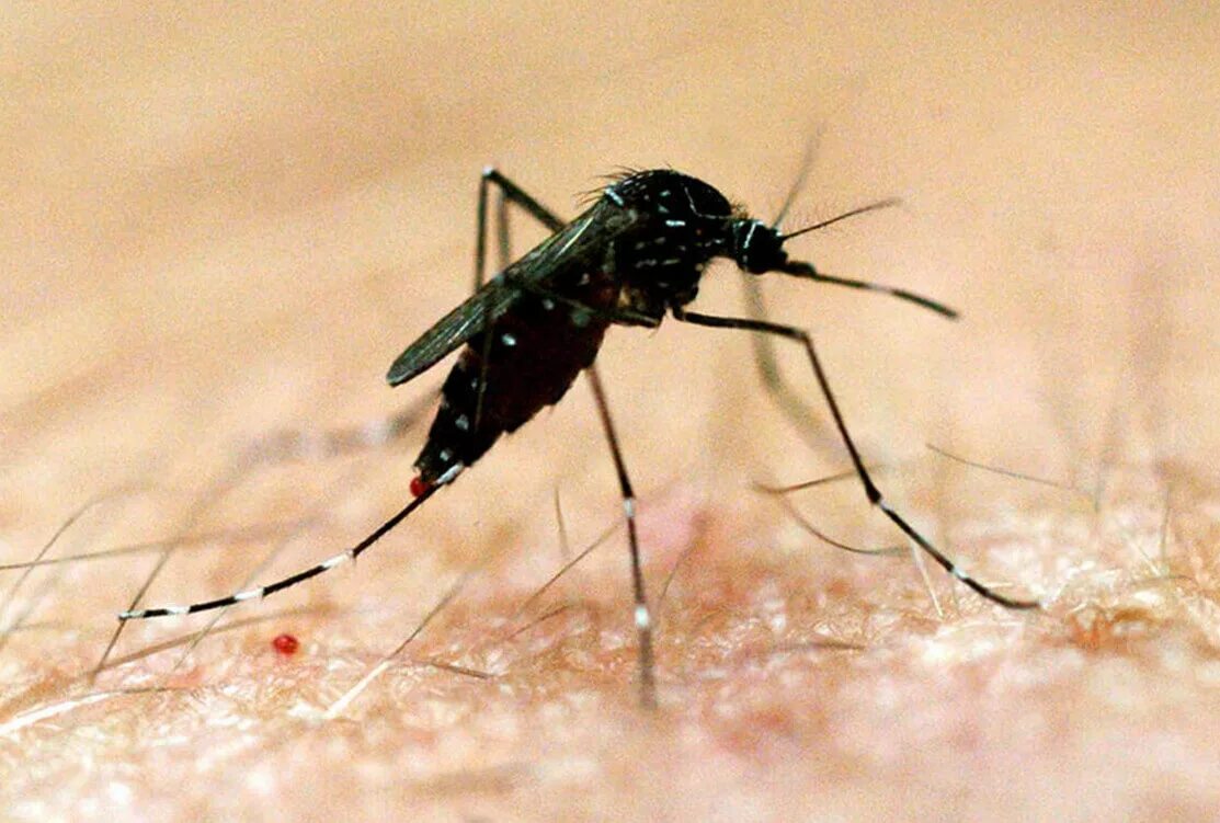 Дерево малярия. Трансмиссивные инфекции. Комары переносчики трансмиссивных. Трансмиссивный путь передачи малярии. Болезни трансмиссивных инфекций.