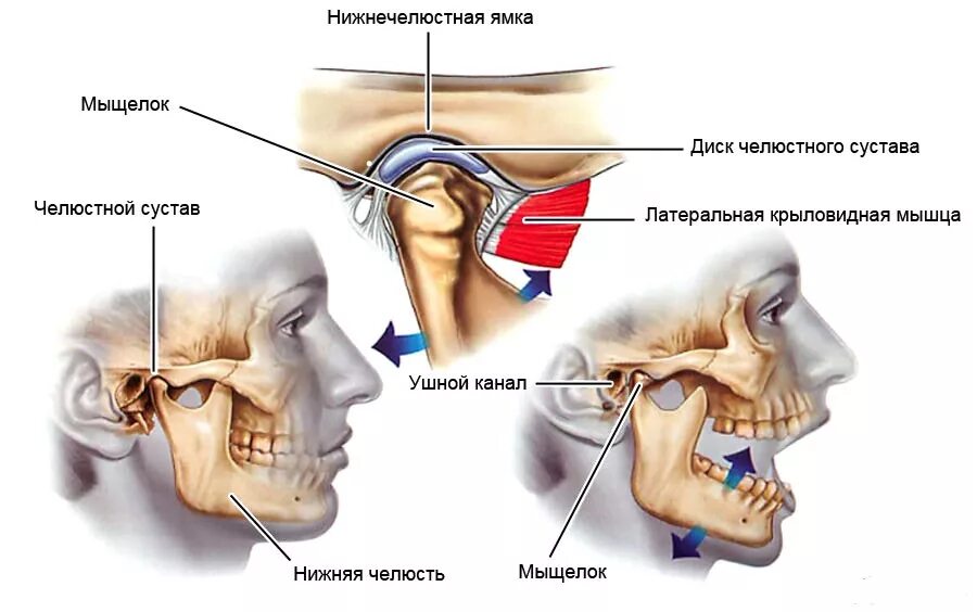 Больно открывать рот. Лучевая анатомия височно-нижнечелюстного сустава. Дисфункции ВНЧС нижней челюсти. Дисфункция височно-нижнечелюстного сустава.