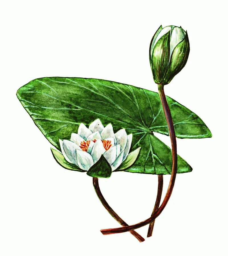 Кувшинка изображение. Кувшинка чисто-белая (nymphaea candida). кувшинка чисто-белая nymphaea candida j. presl. кувшинка белая водяная лилия. белая кувшинка (nymphaéa álba).