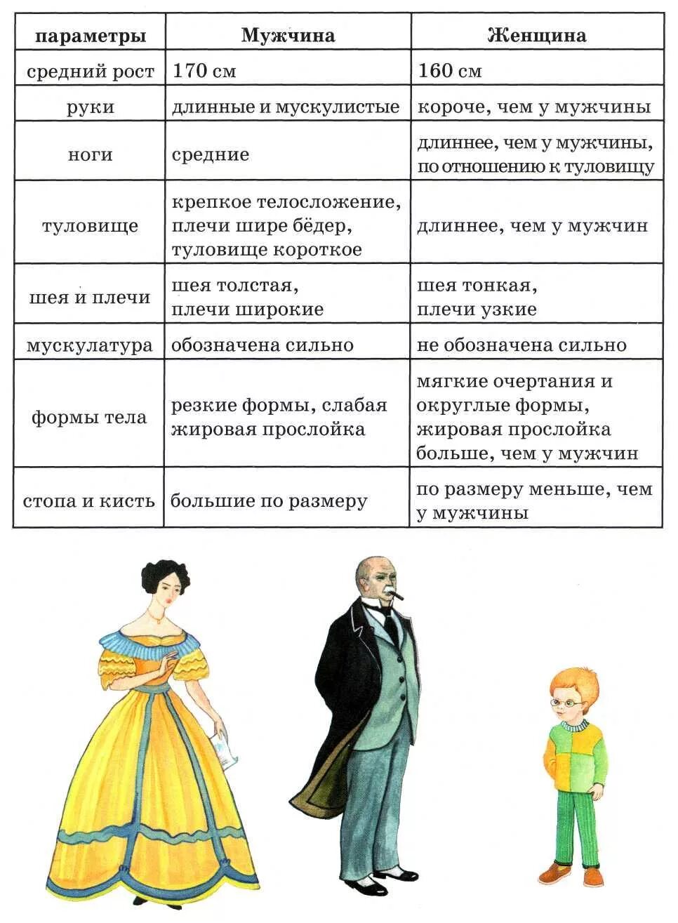 Муж размер. Параметры мужчины и женщины. Средний рост мужчины и женщины. Средний рост параметры. Мужики, средний, женский рост.