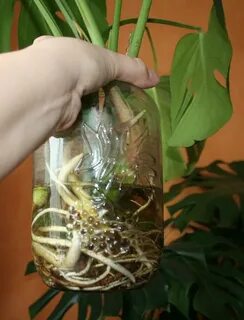 Укоренение монстеры черенками