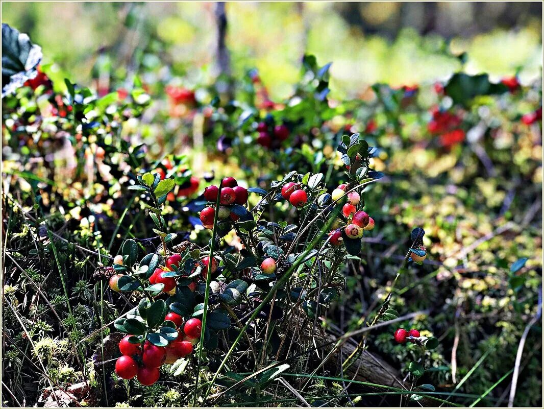 морошка черника брусника. саженцы клюква пилигрим. клюква болотная цветение. брусника (vaccinium vitis-idaea). ягода растущая на земле.