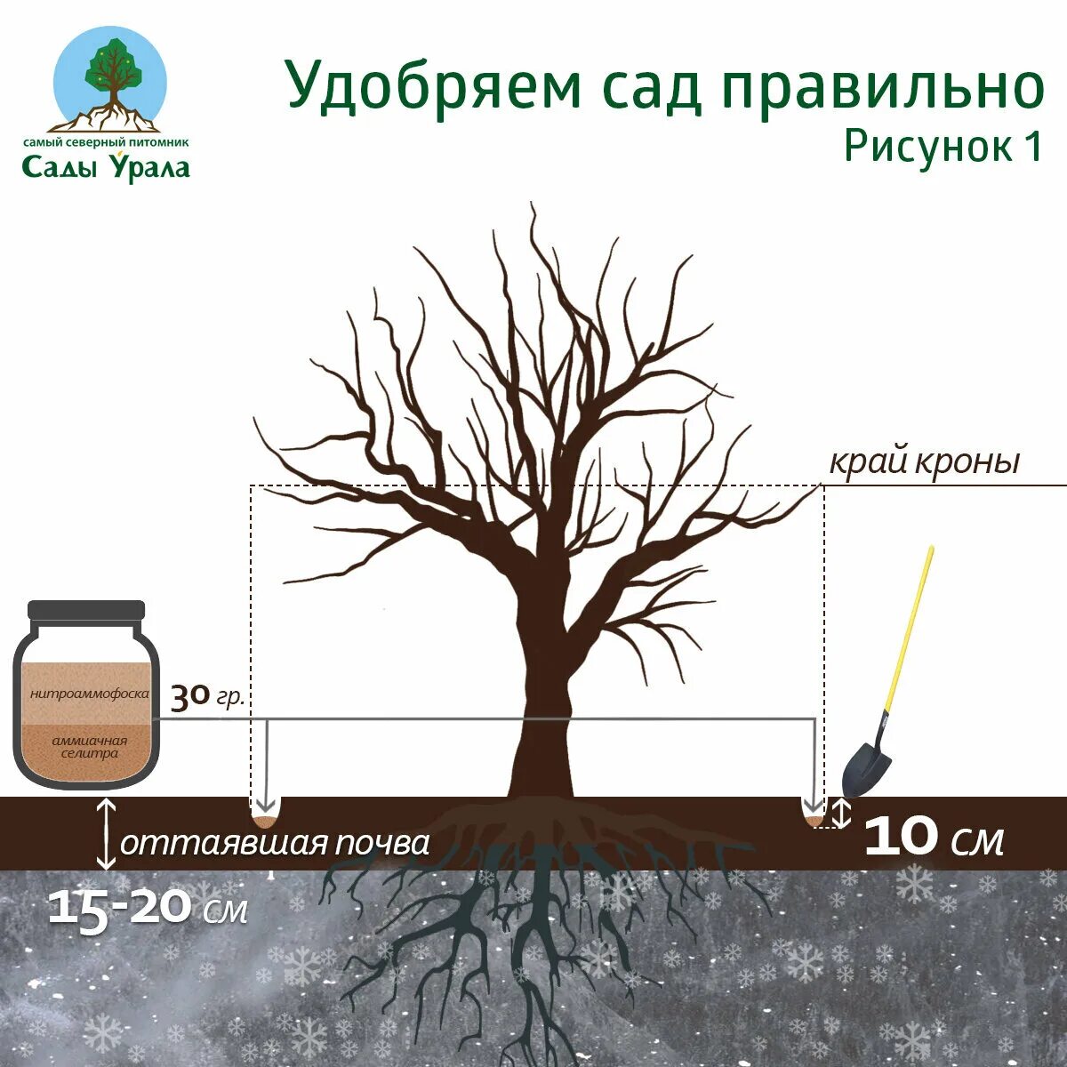 Схема подкормки плодовых деревьев. Удобрение для деревьев. Удобрение для плодовых деревьев весной. Схема удобрения плодовых деревьев. Чем подкормить деревья и кустарники весной