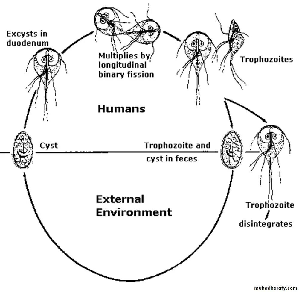 Giardia lamblia жизненный цикл. Лямблия интестиналис жизненный цикл. Жизненный цикл развития трихомонады схема. Цикл развития лямблии схема.