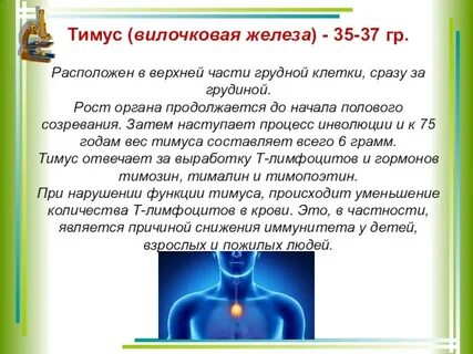 Железа в грудине