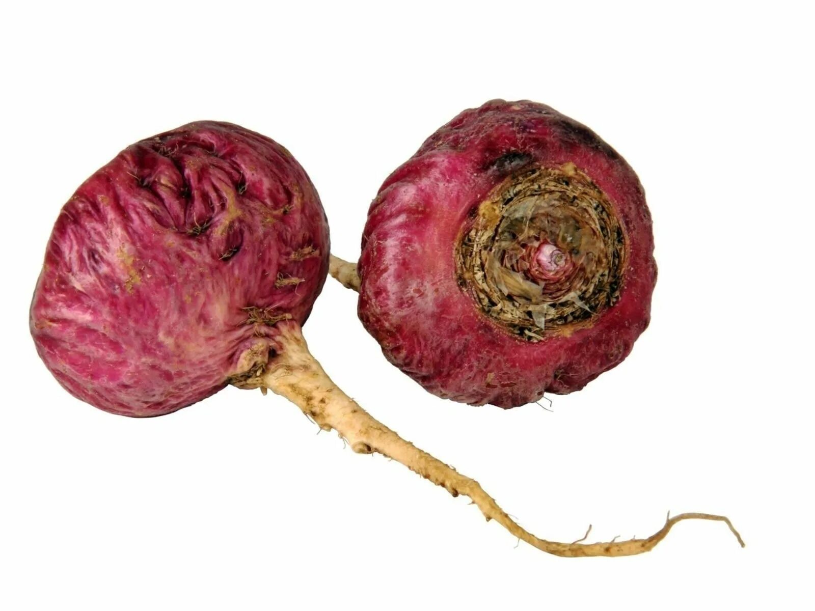 Корнеплод свеклы и клубень картофеля. Lepidium meyenii. Перуанский корнеплод мака. Мака красная Перуанская. Перуанский корень maca.