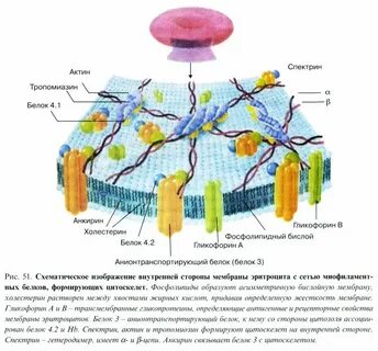 Цитоскелет мембрана