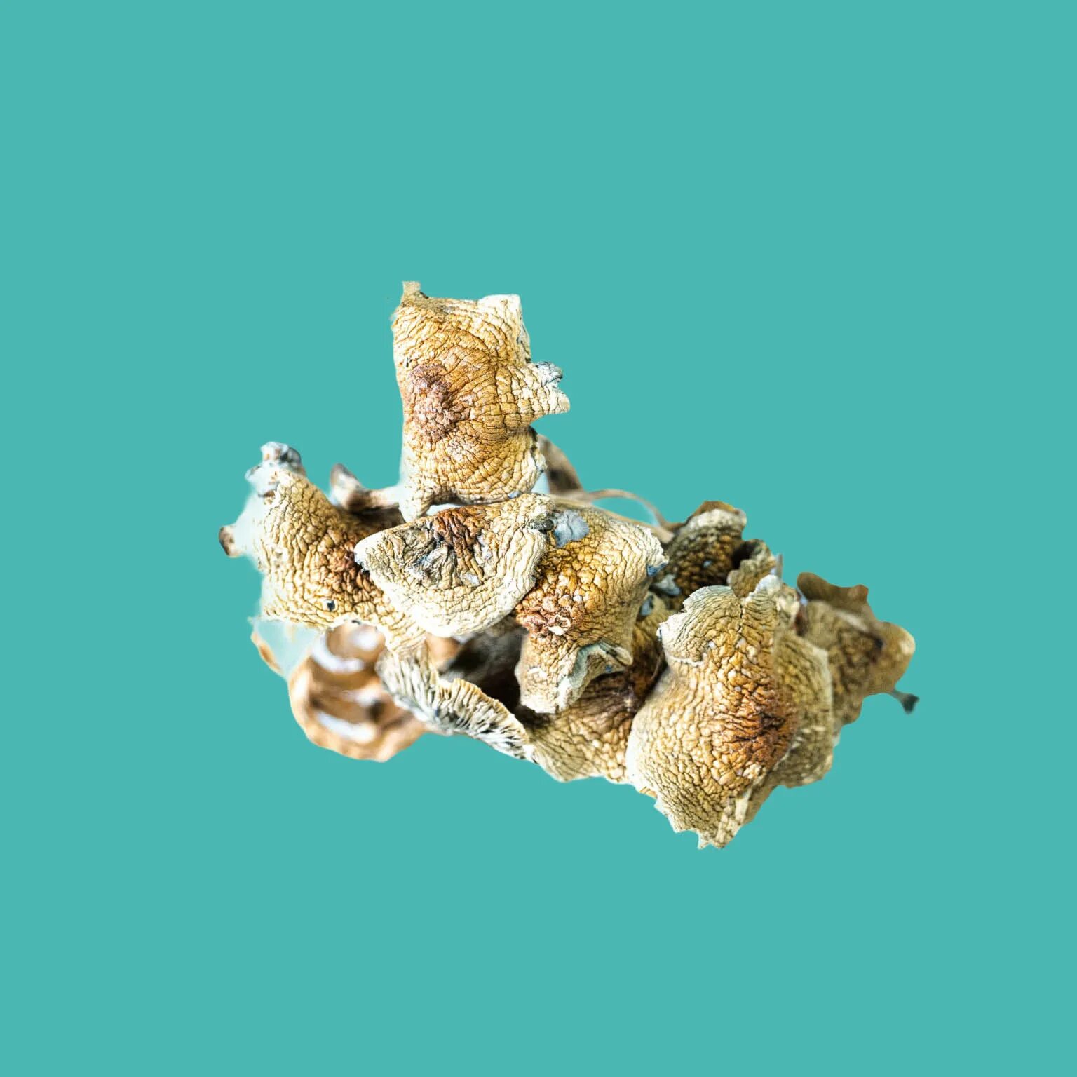 Golden teacher psilocybe cubensis грибы. Golden teacher почернели. Golden teachers сухие. Magic mushrooms golden teachers. Кубенсис стрейн.