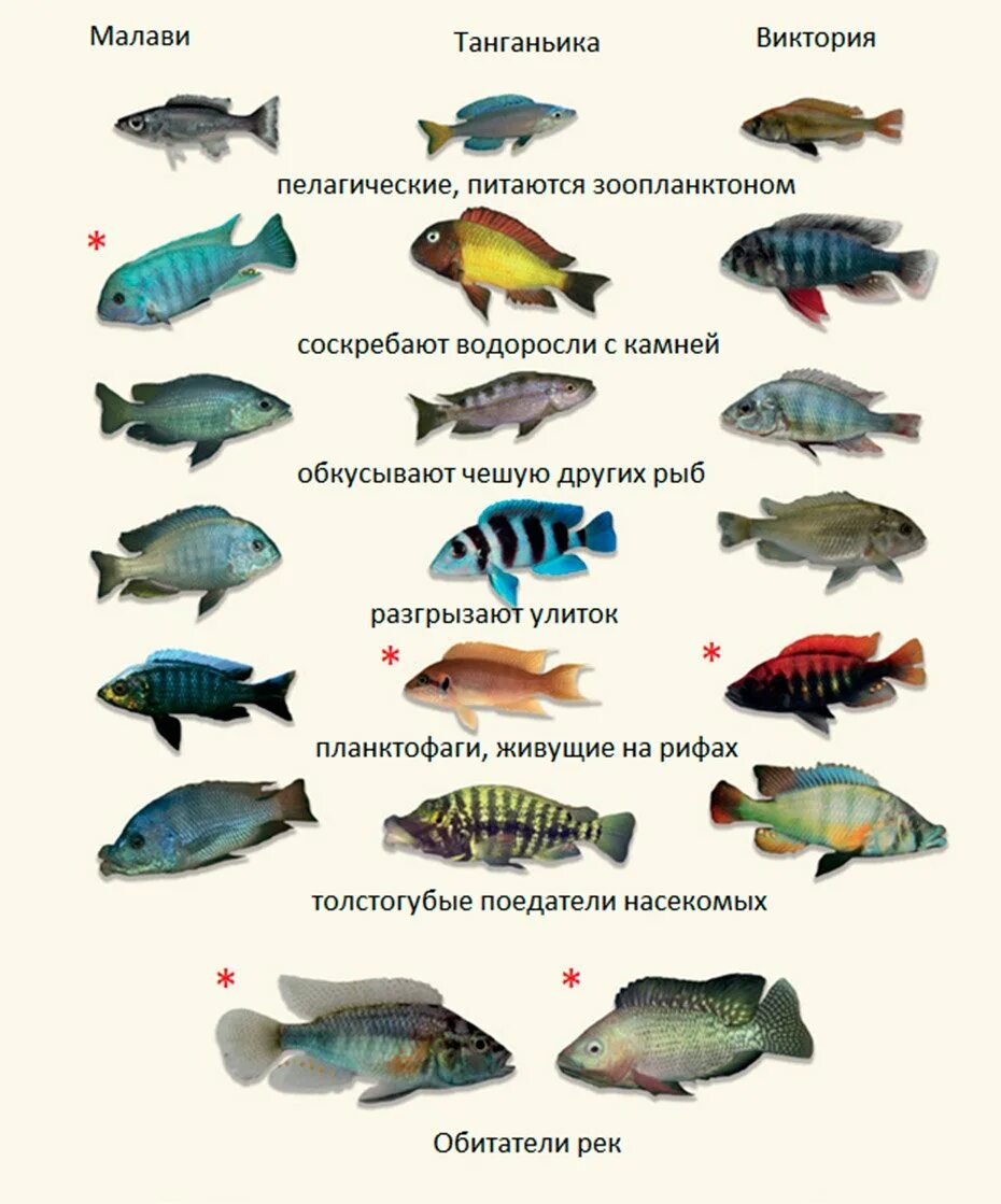 Каких рыбок выбрать. Рыбки африканские цихлиды. Цихлиды аквариумные рыбки с названием. Рыбки аквариумные цихлиды Танганьики. Цихлиды африканские аквариумные.