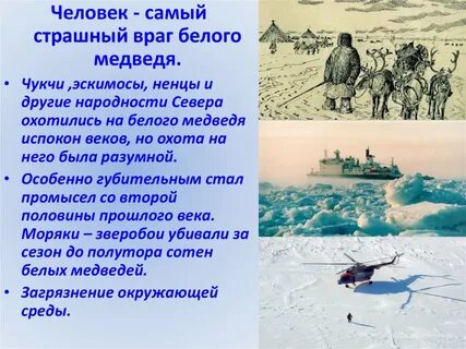 Как защищается белый медведь от врагов
