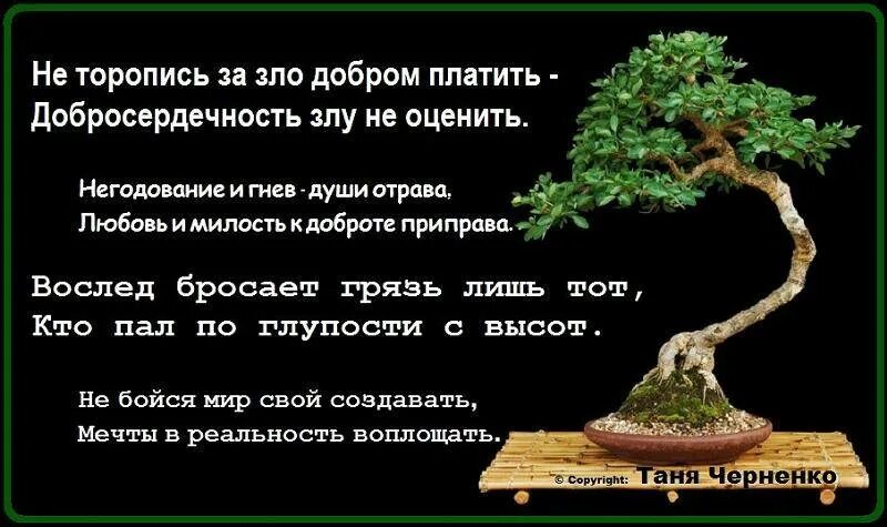 Добрей или добрее как правильно
