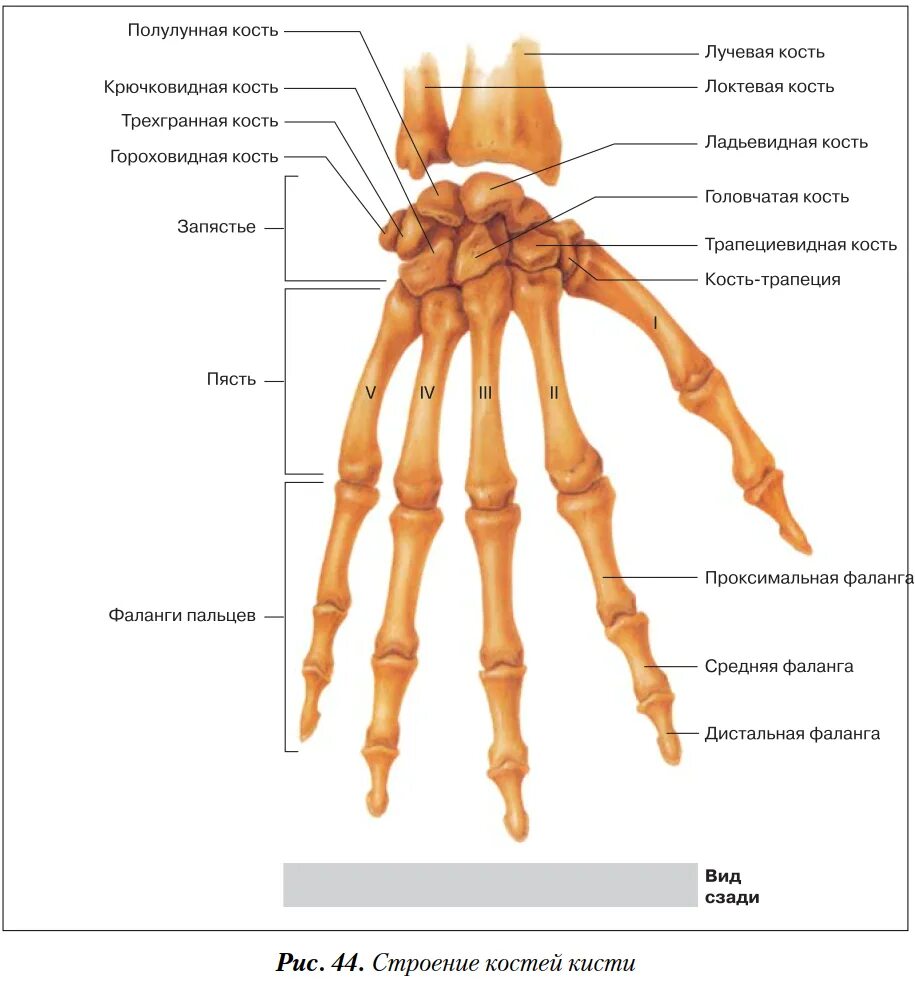 Кости ястья анатомия человека. Кости кисти строение. Кости пясти анатомия человека. Кости запястья анатомия строение. Ряд костей запястья
