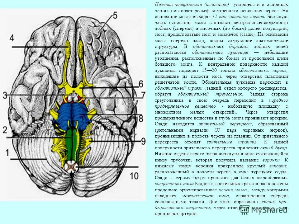 Место выхода нерва из мозга. Обонятельный нерв в черепе анатомия. Топография Корешков черепных нервов. Перекрест черепных нервов. Перекрест волокон зрительного нерва.