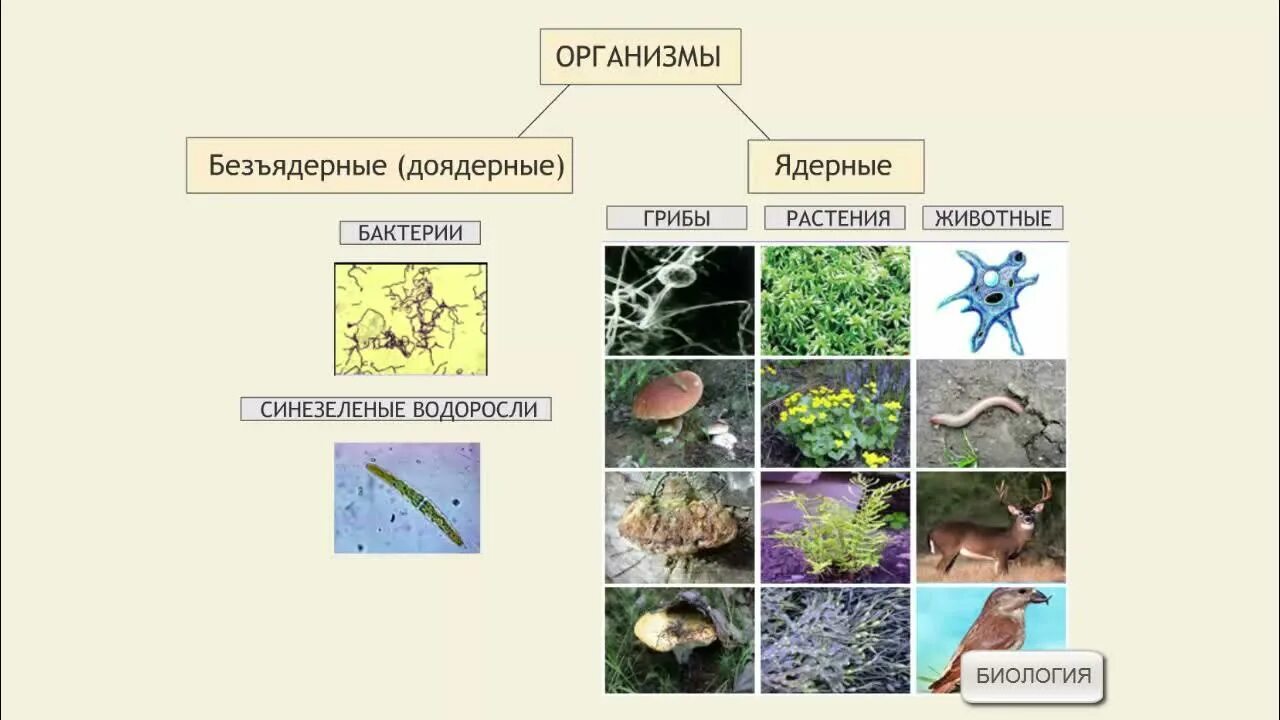 Биология 7 класс бактерии доядерные организмы. Ядерные и безъядерные организмы. Живые организмы доядерные и ядерные. Доядерные организмы и ядерные организмы. Безъядерные организмы.