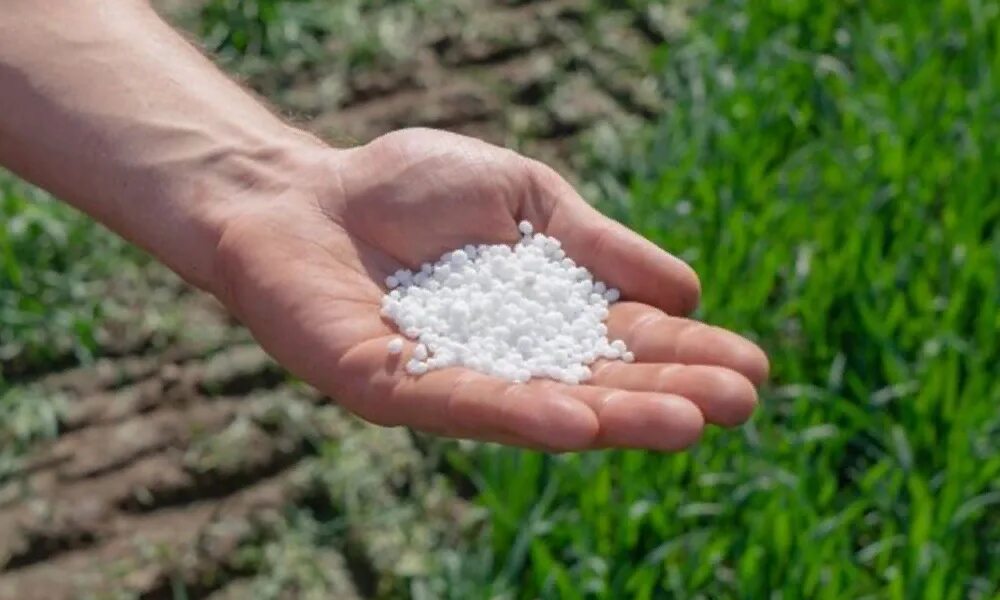 Разбрасыватель zg-b 5500. Удобрение озимых. Удобрение озимых. Удобрение озимых. Сельское поле.