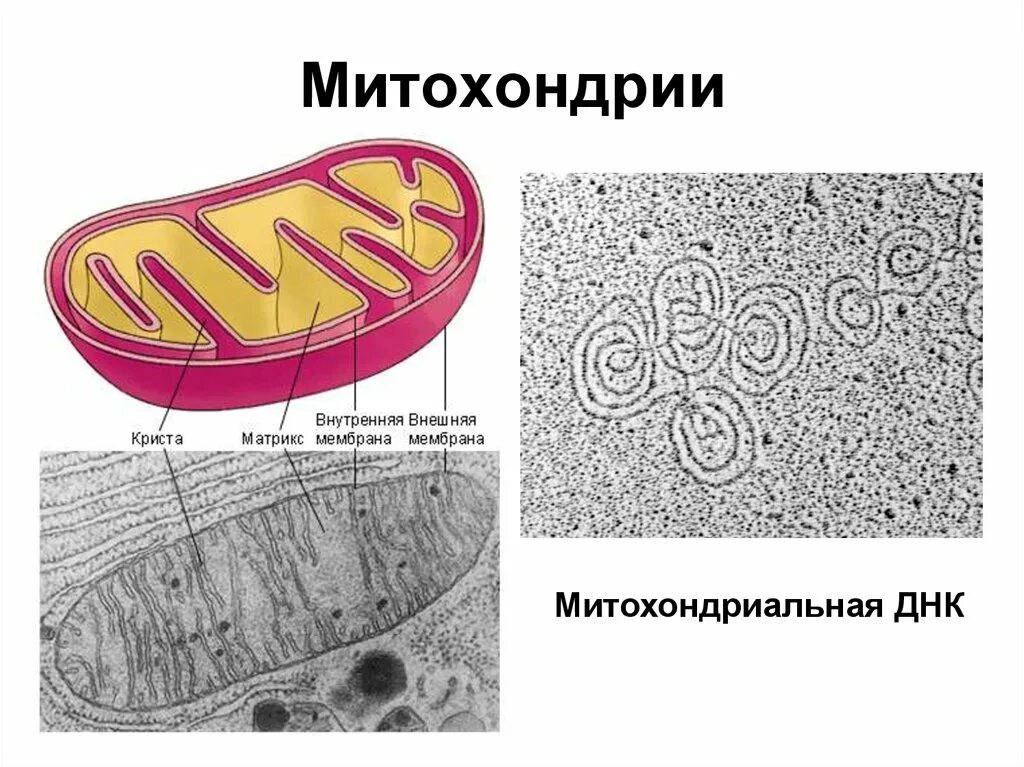 Микрофотография митохондрии клетки. Строение митохондрии микроскоп. Митохондрия в электронном микроскопе. Микроскопическое строение митохондрии. Митохондрия рнк