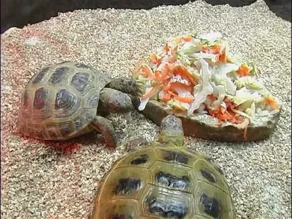 Черепахи домашние, дорогие.. Сухопутная черепаха дома. Хомяк и черепаха. Угольная черепаха домашняя.