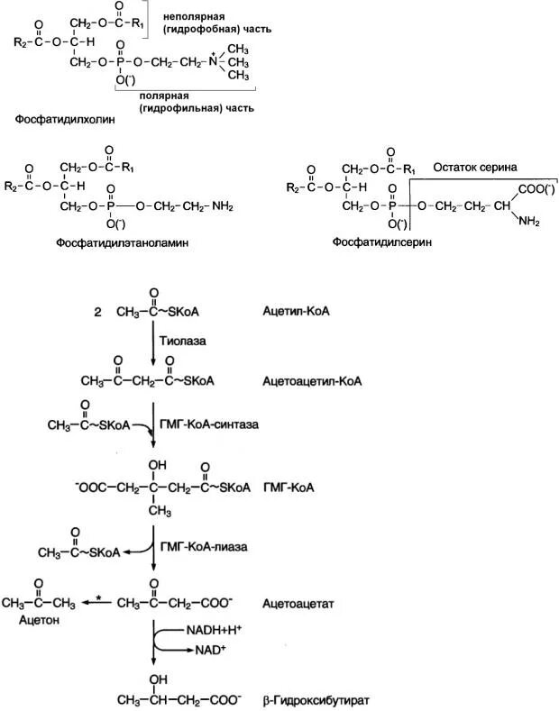 Фосфатидилхолин гидрофобная часть. Фосфатидилхолин гидрофобная часть и гидрофильная. Фосфатидилхолин Синтез. Фосфатидилхолин формула гидрофобная и гидрофильная. Фосфатидилхолин это
