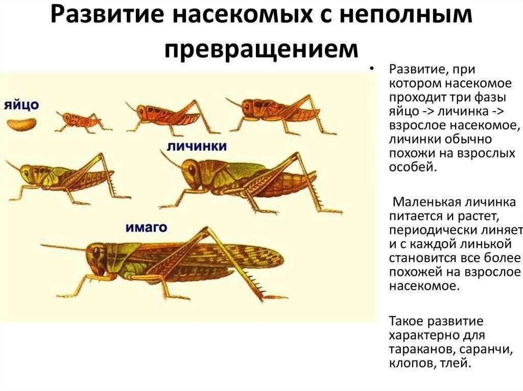 Как называется взрослая особь