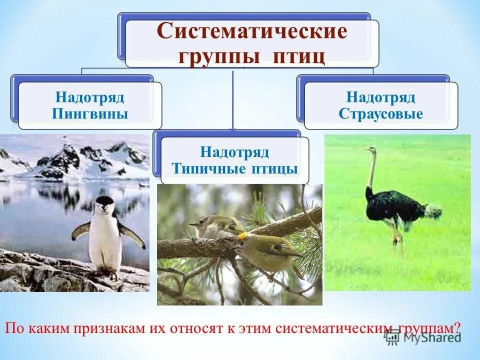 Установите соответствие экологических групп птиц. Класс птицы многообразие. систематические группы птиц. класс птицы систематика. представители группы птицы.