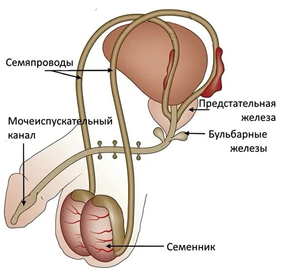 Мужская половая железа семенник. Мужская половая железа. Яичко мужская половая железа. Мужские половые железы яички.