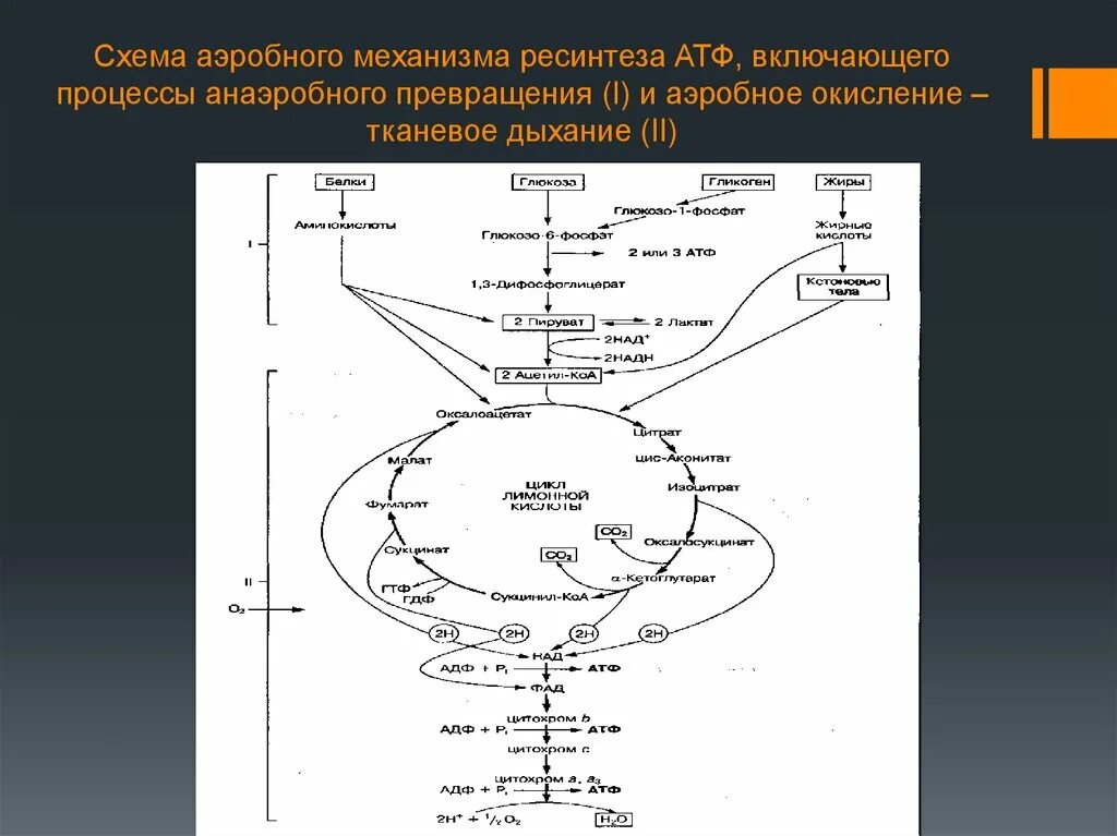 Ресинтез АТФ схема. Аэробный механизм ресинтеза АТФ. Аэробный путь ресинтеза АТФ схема. Механизм ресинтеза АТФ аэробный гликолиз. Анаэробный ресинтез атф