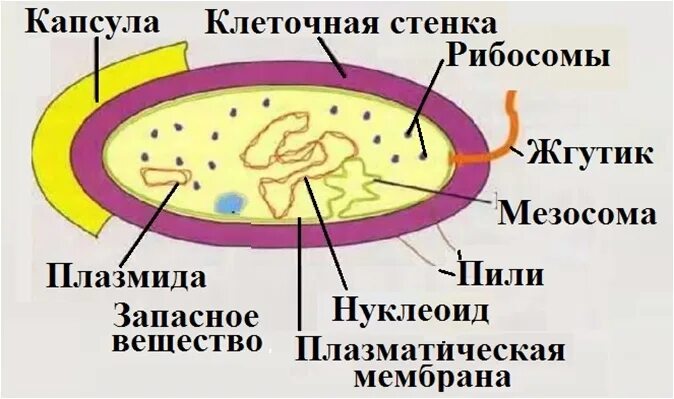 Мезосомы мембрана бактерий. Мезосомы бактериальной клетки. Мезосомы прокариот. Мезосомы бактерий функции.