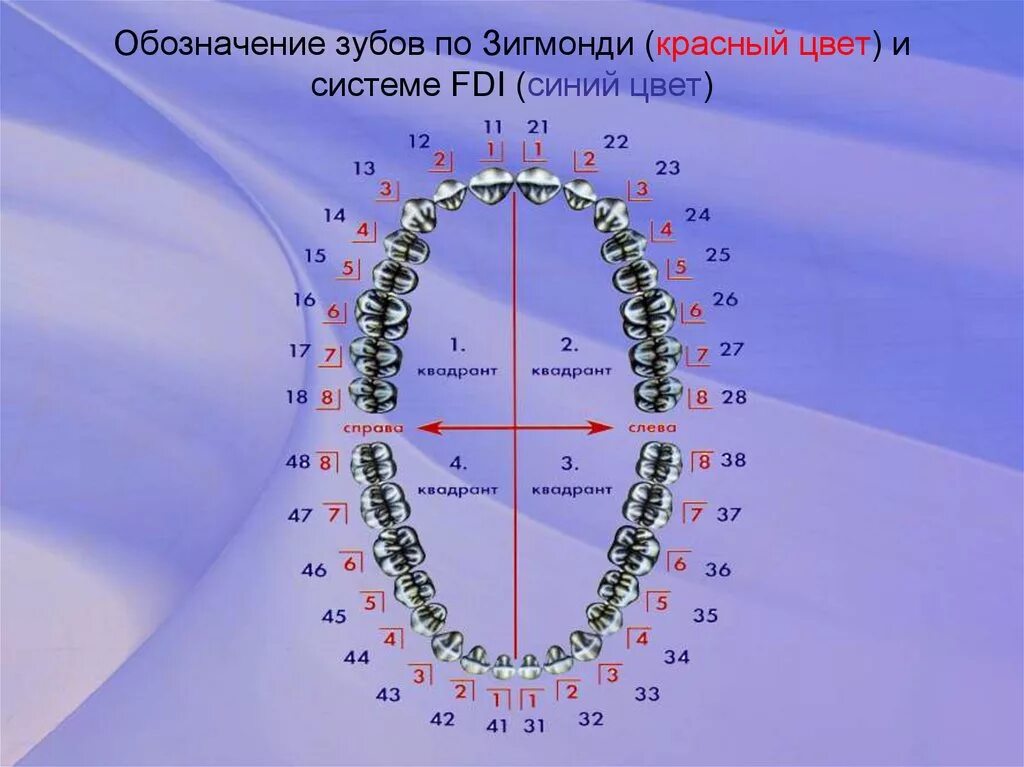 4 зуб снизу