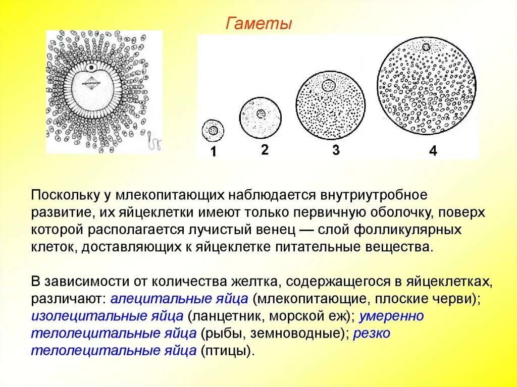 Мужская гамета. Схема строения яйцеклетки. Строение и типы яйцеклеток. Строение половых клеток яйцеклетка. Строение яйцеклетки человека схема.
