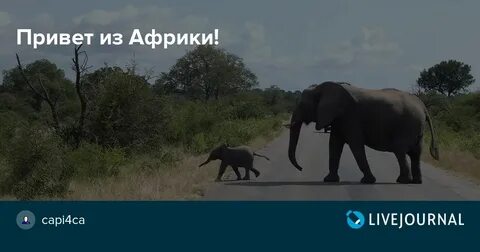 Привет из африки