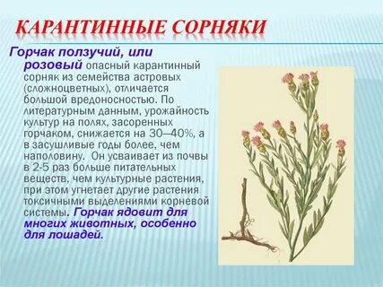 Сорняки в искусственных комплексах примеры