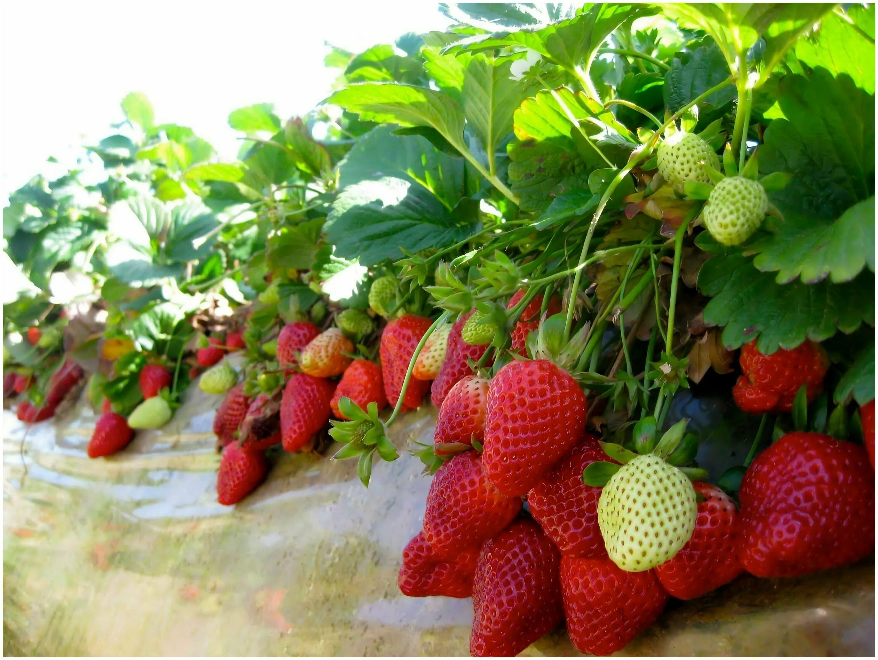 земляника садовая дали. клубника зенга зенгана. земляника флер. земляника садовая летиция. сорт клубники клери.