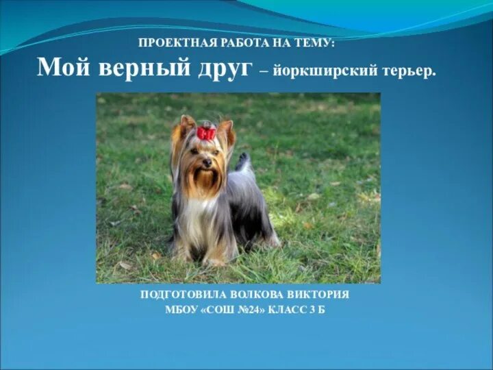 Картинки СООБЩЕНИЕ ПРО ДОМАШНЮЮ СОБАКУ