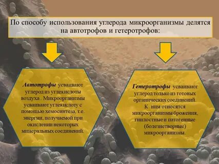 Бактерии и углерод