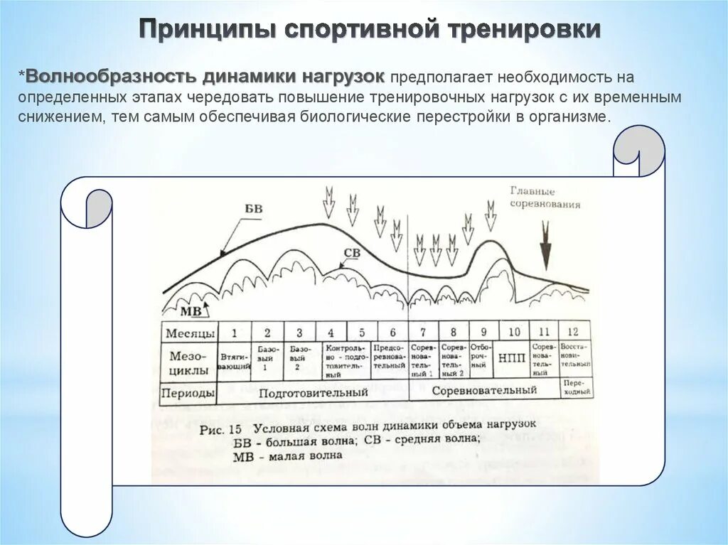 Принципы процесса спортивной тренировки. Принцип волнообразности динамики нагрузок. Периодизация спортивной тренировки. Биологические принципы спортивной тренировки. Структура подготовки спортсмена