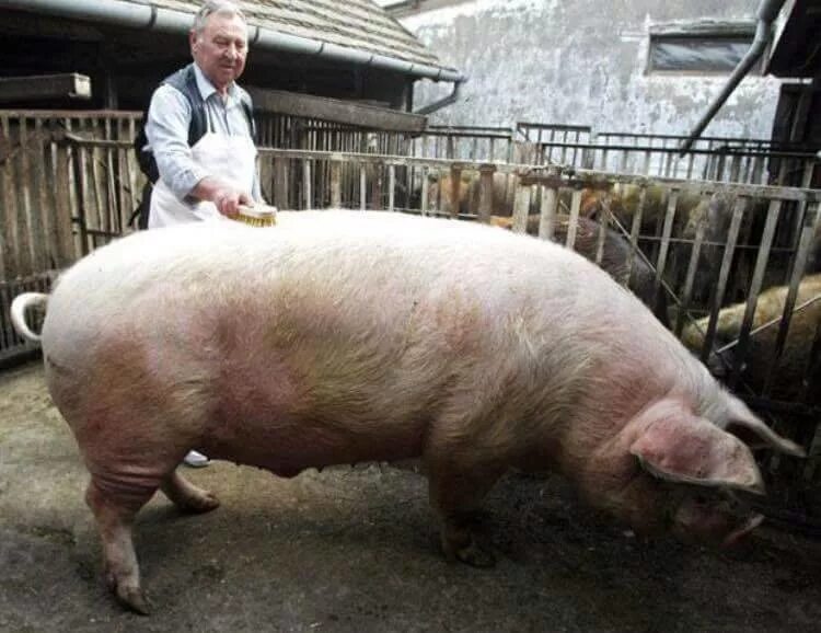 Свинья сколько кг