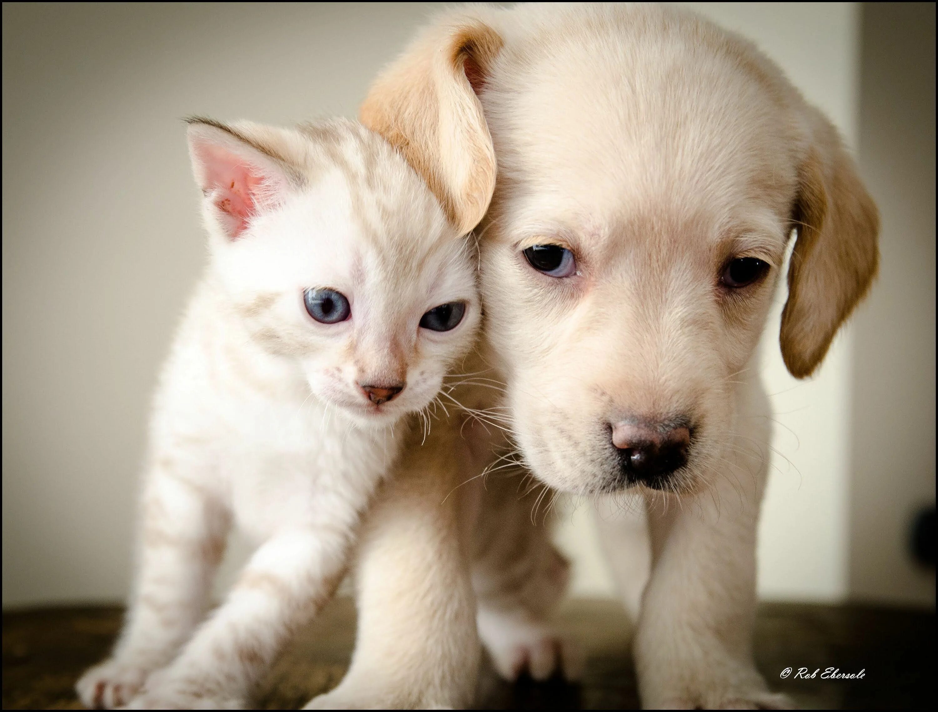Собачки и кошечки. Милые собачки и кошечки. Милые домашние животные. Милые котята и щенки. Cat dog 18